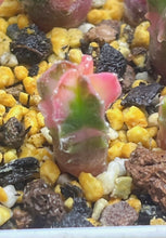 Load image into Gallery viewer, Astrophytum myriostigma variegated