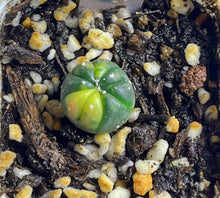 Load image into Gallery viewer, Astrophytum asterias Variegated