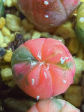Load image into Gallery viewer, Astrophytum asterias Variegated