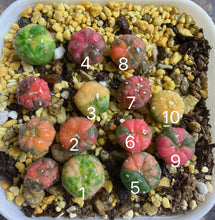 Load image into Gallery viewer, Astrophytum asterias Variegated