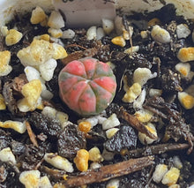 Load image into Gallery viewer, Astrophytum asterias Variegated
