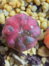 Load image into Gallery viewer, Astrophytum asterias Variegated