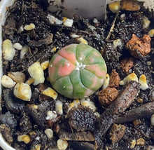 Load image into Gallery viewer, Astrophytum asterias Variegated