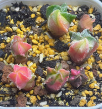 Load image into Gallery viewer, Astrophytum myriostigma variegated