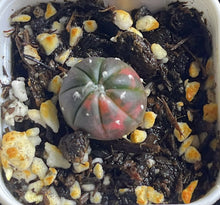 Load image into Gallery viewer, Astrophytum asterias Variegated