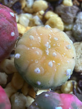 Load image into Gallery viewer, Astrophytum asterias Variegated