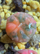 Load image into Gallery viewer, Astrophytum asterias Variegated