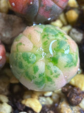 Load image into Gallery viewer, Astrophytum asterias Variegated