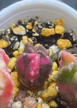 Load image into Gallery viewer, Astrophytum myriostigma variegated