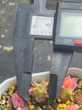 Load image into Gallery viewer, Astrophytum myriostigma variegated