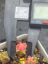 Load image into Gallery viewer, Astrophytum myriostigma variegated