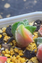 Load image into Gallery viewer, Astrophytum myriostigma variegated