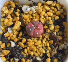 Load image into Gallery viewer, Astrophytum asterias Variegated