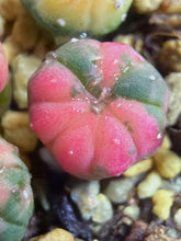 Load image into Gallery viewer, Astrophytum asterias Variegated