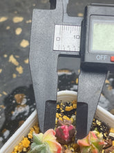 Load image into Gallery viewer, Astrophytum myriostigma variegated