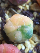 Load image into Gallery viewer, Astrophytum asterias Variegated