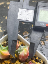 Load image into Gallery viewer, Astrophytum myriostigma variegated
