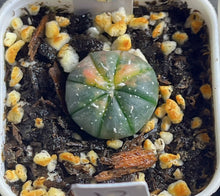 Load image into Gallery viewer, Astrophytum asterias Variegated