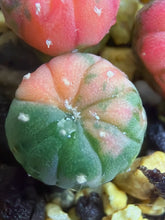 Load image into Gallery viewer, Astrophytum asterias Variegated