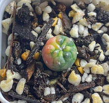 Load image into Gallery viewer, Astrophytum asterias Variegated