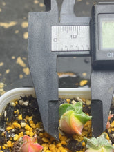 Load image into Gallery viewer, Astrophytum myriostigma variegated