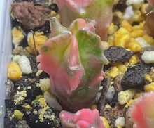 Load image into Gallery viewer, Astrophytum myriostigma variegated