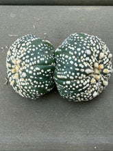 Load image into Gallery viewer, Astrophytum asterias
