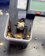 Load image into Gallery viewer, ASTROPHYTUM MYRIOSTIGMA CV. ONZUKA F. CRESTATA
