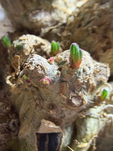 Load image into Gallery viewer, Phyllobolus resurgens
