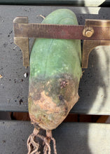 Load image into Gallery viewer, Echinopsis lageniformis f. monstruosa
