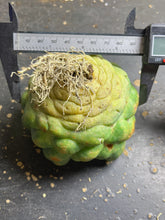 Load image into Gallery viewer, CORYPHANTHA ELEPHANTIDENS CV. INERMIS
