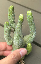 Load image into Gallery viewer, Pseudolithos mccoyi
