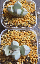 Load image into Gallery viewer, Lithops margaretae(each)
