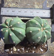Load image into Gallery viewer, Astrophytum asterias
