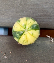 Load image into Gallery viewer, Astrophytum asterias Variegated
