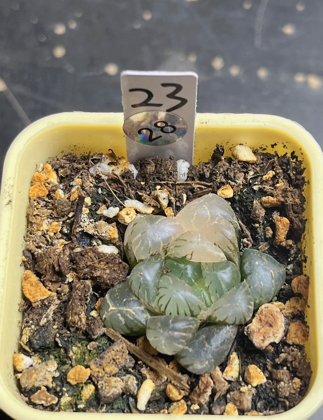 Haworthia variegated