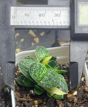 Load image into Gallery viewer, Gasteria gracilis variegata
