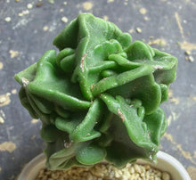 Load image into Gallery viewer, Astrophytum myriostigma cv. Onzuka f. tricostatum Fukuryiu
