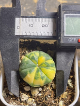 Load image into Gallery viewer, Astrophytum asterias Variegated
