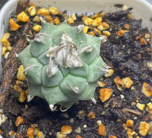 Load image into Gallery viewer, Turbinicarpus klinkerianus Huizache
