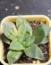 Load image into Gallery viewer, Haworthia variegated
