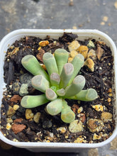 Load image into Gallery viewer, Frithia humilis
