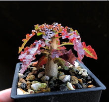 Load image into Gallery viewer, Boswellia nana
