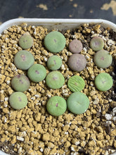 Load image into Gallery viewer, Conophytum vanzylii
 (small)
