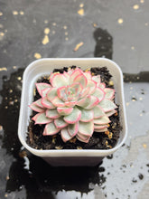 Load image into Gallery viewer, Mebina variegata
