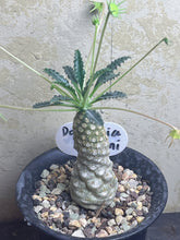 Load image into Gallery viewer, Dorstenia lavrani
