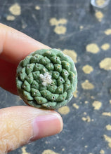 Load image into Gallery viewer, Strombocactus disciformis
