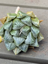 Load image into Gallery viewer, Haworthia
