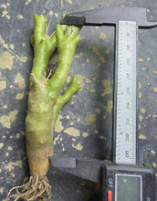 Load image into Gallery viewer, Othonna euphorbioide

