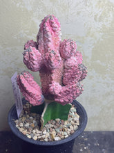 Load image into Gallery viewer, Euphorbia abdelkuri Variegated

